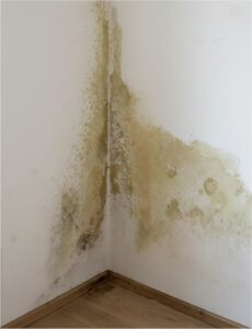infiltration eau moisissures expertise technique bâtiment Paris